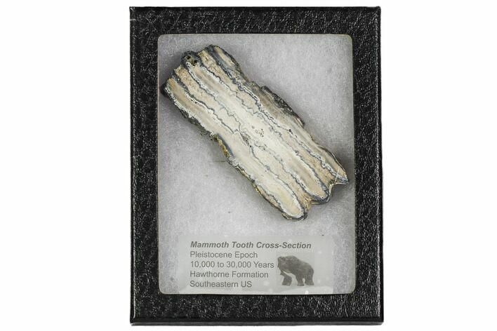 Mammoth Molar Slice With Case - South Carolina #106513